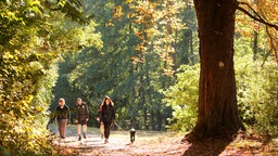 Spaziergänger auf einem sonnigen Waldweg