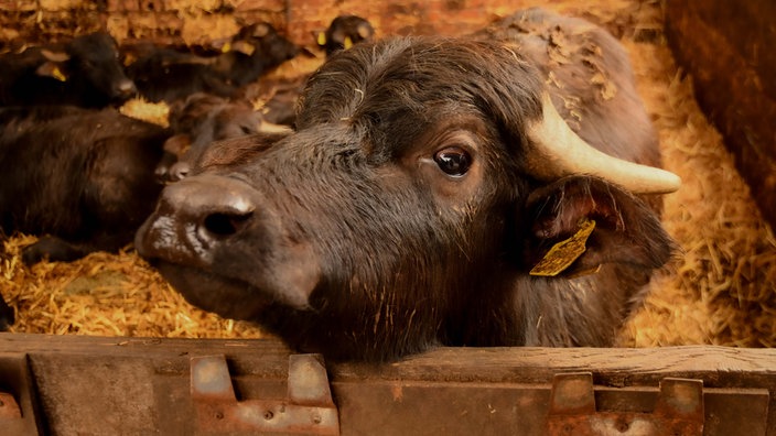 Büffelhof Kragemann im Münsterland