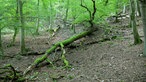 Wildnis-Trail im Nationalpark Eifel