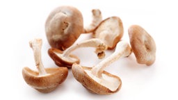 Shiitake-Pilze