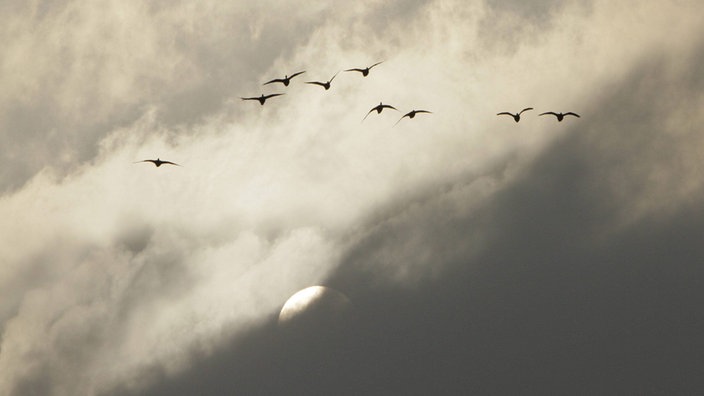 Graugänse fliegen im Herbst der Sonne entgegen, bewölkter Himmel, grau