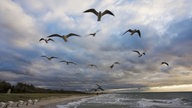 Möwen an der Ostsee bei Gewitterhimmel, Strand