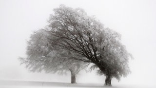 Zwei Buchen im Schnee.