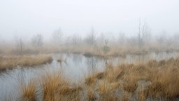 Neblige Moorlandschaft.