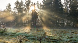 Eine Herbstlandschaft im Nebel, durch die Baumwipfel dringt Sonne.