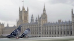 Filmstill aus "Brexit Blues": Zwei Tauben vor dem Palace of Westminster im Hintergrund.