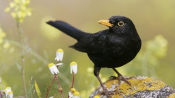 Das Beitragsbild des WDR3 Kulturfeature „Als mich die Amsel fragte" zeigt eine Amsel.