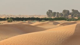 Oase mit Dattelpalmen inmitten von Sanddünen im Emirat Dubai.