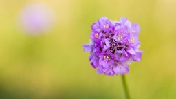 Die lila-farbene Blüte einer Grasnelke.