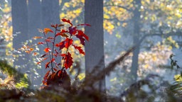 Setzling einer Roteiche mit roter Herbstfärbung in einem Mischwald.