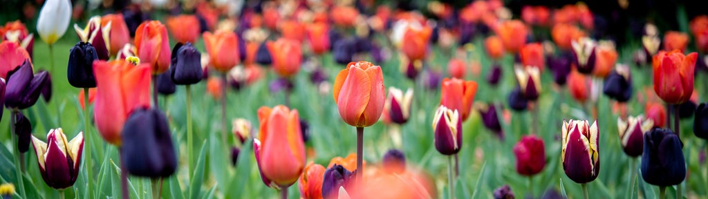 Zahlreiche Tulpen in verschiedenen Farben blühen in einem Beet im Schlossgarten.