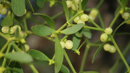 Misteln mit weißen Beeren