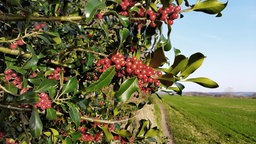 Ilex mit Beerenfruechten am Kürtener Wanderweg