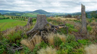 Blick auf den Wilzenberg 