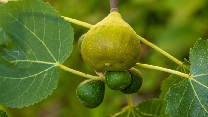 Erntereife Vorfeige und Sommerfeigen am Feigenbaum