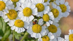 Mutterkraut mit gelben Röhrenblüten und weißen Zungenblüten, im Bild noch zwei Marienkäfer