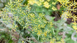 Gelbblühender Dill