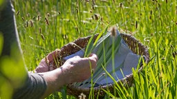  Spitz-Wegerich (Plantago lanceolata), Spitz-Wegerich wird geerntet,