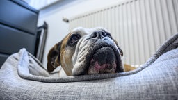 Eine englische Bulldogge liegt in einem Büro im Körbchen