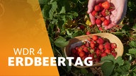 Erdbeeren werden in eine Schale gelegt, Erdbeerpflücken