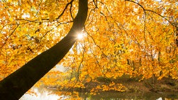 Lichtspiel im Herbstlaub an der Hunte bei einer Rotbuche.