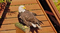  Ein Weißkopfseeadler auf der Adlerwarte Berlebeck