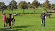 Wandern mit Alpakas in Arnsberg-Wennigloh, Sauerland