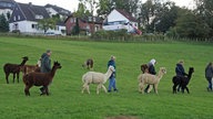 Wandern mit Alpakas in Arnsberg-Wennigloh, Sauerland