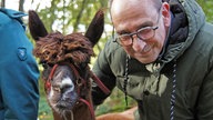 Wandern mit Alpakas in Arnsberg-Wennigloh, Sauerland