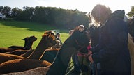 Wandern mit Alpakas in Arnsberg-Wennigloh, Sauerland