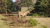 Brachter Wald-Pfad bei Brüggen 