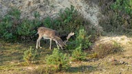 Brachter Wald-Pfad bei Brüggen 