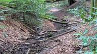 Die Emscher verläuft durch den Wald