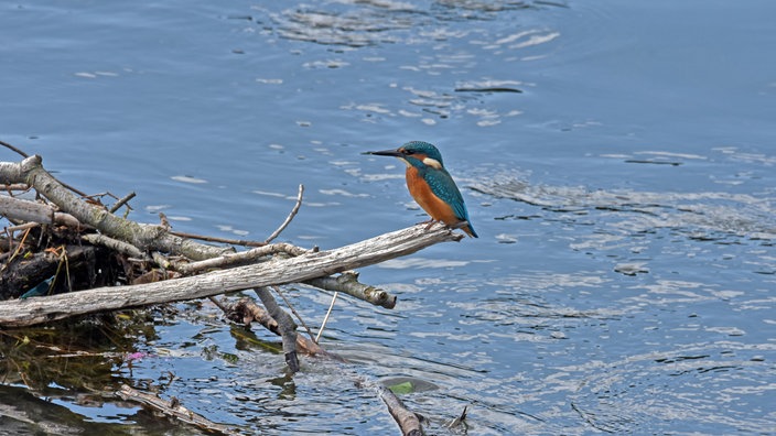 Früh raus zu Eisvogel und Wintergoldhähnchen