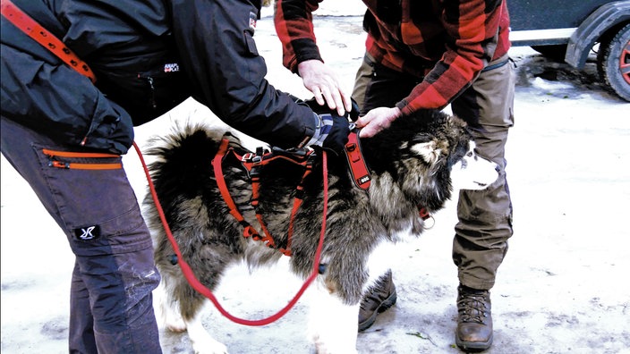 Wandern mit Husky: Herz über Kopf! 