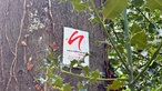 Ein Schild von dem Neandertalsteig hängt an einem Baum. 