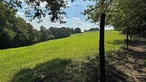 Eine grüne Wiese neben einem Waldweg bei Sonnenschein. 