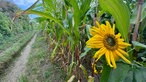 Eine Sonnenblume neben einem Maisfeldweg.