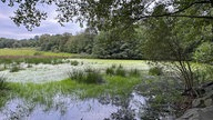 Ein bewachsender Teich in einem Wald. 