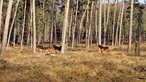 Landschaft mit Ponys