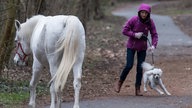 Pferd und Hundebesitzerin