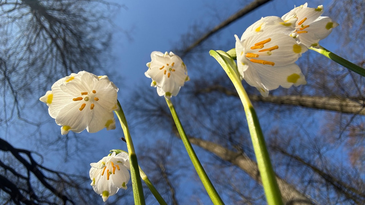 Frühlingswandern zum Märzenbecherwald