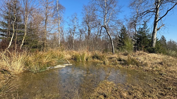 Ebbemoore im Märzenbecherwald