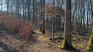 Schmaler Wanderpfad im Märzenbecherwald. 