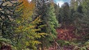 Wald im Arboretum Burgholz Wuppertal