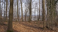 Wald in Hagen