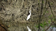 Silberreiher auf der Jagd