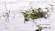 Haubentaucher auf dem Essener Baldeneysees