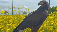 Wüstenbussard Jerry