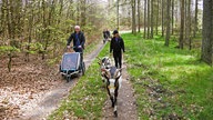 Ziegen auf der Wanderung